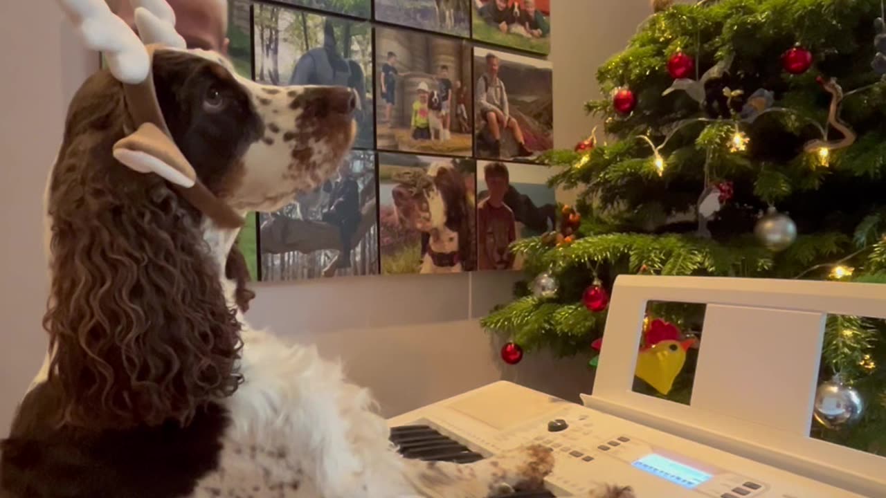 Springer Spaniel Plays Christmas Jingle On Piano