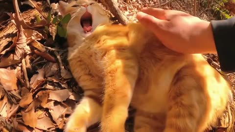 Orange cats are Drama Queens 😺 Funny Cat videos