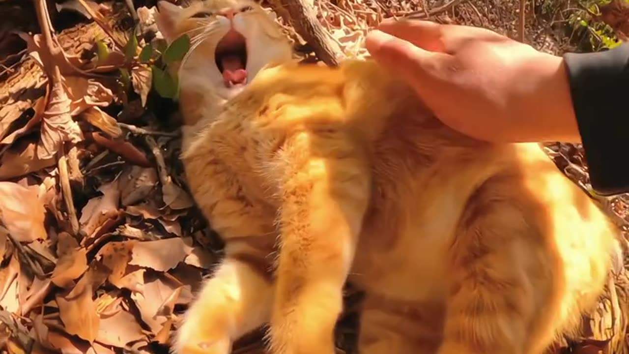 Orange cats are Drama Queens 😺 Funny Cat videos