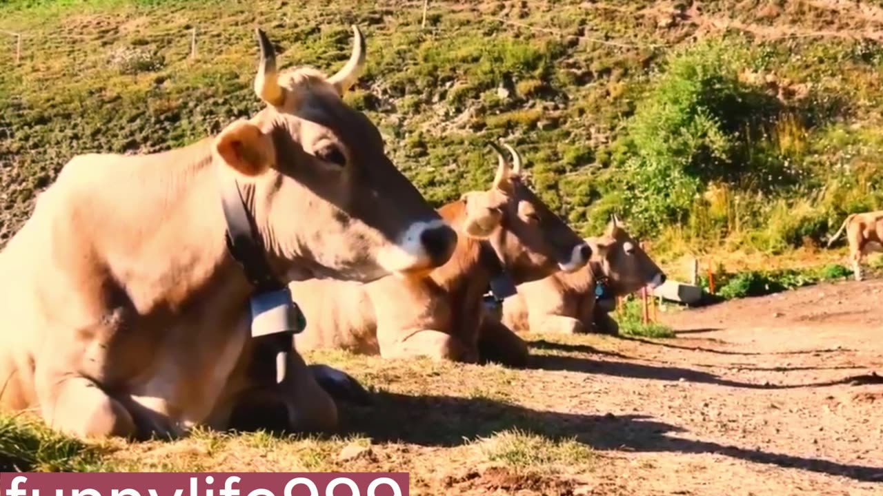 beautiful cows