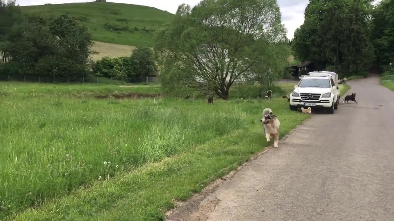 Rudel von Hundeforscherin Katrin Scholz....Allgemeiner Gehorsam