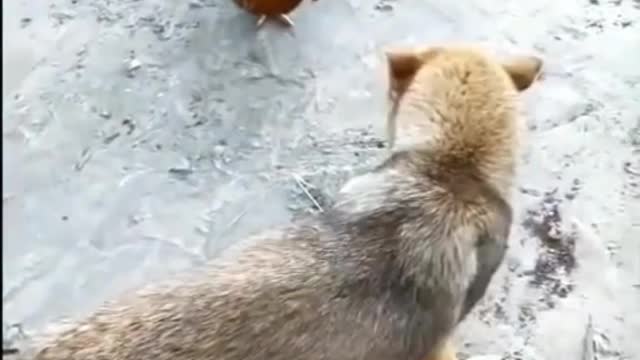 Chicken vs Dog Fight