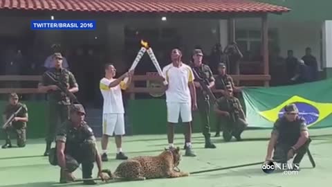 Escaped Jaguar in Olympic Ceremony Shot in Brazil