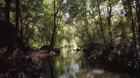 Neural water sound forest