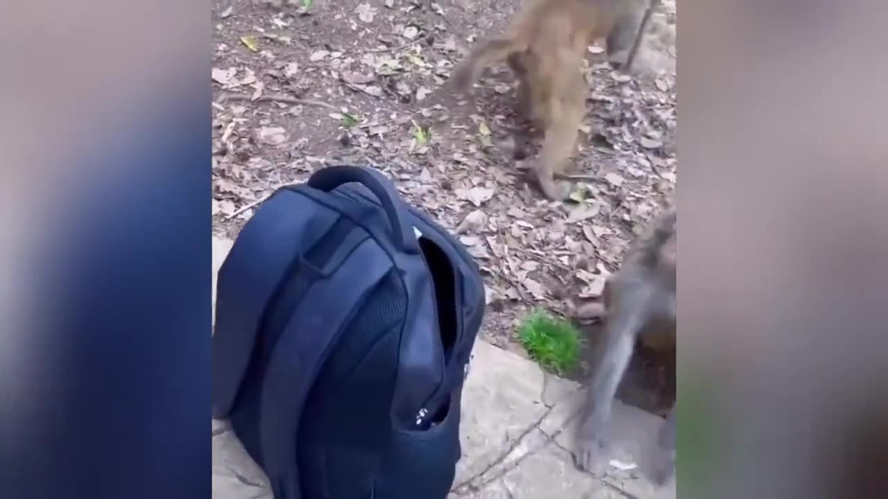 Best Funny Animals Video 😆😂 TRY NOT TO LAUGH🤣