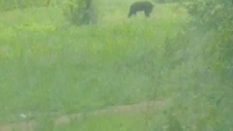 Wild Bear OMG