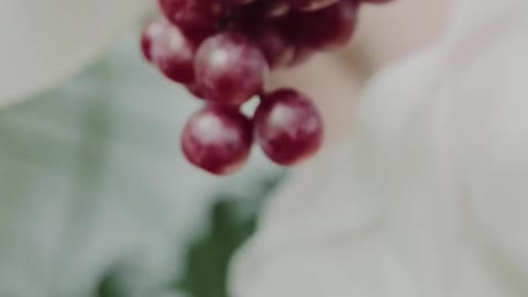 Grapes Farming