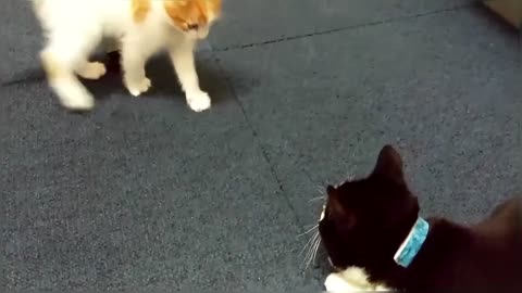 Funny & Cute Cat Compilation Video