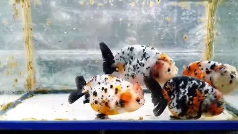 The most beautiful Calico Ranchu goldfish collection-6