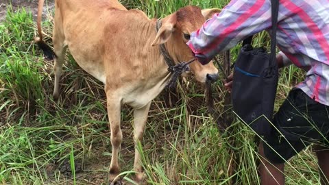 The boy releases a trapped calf in the jungle