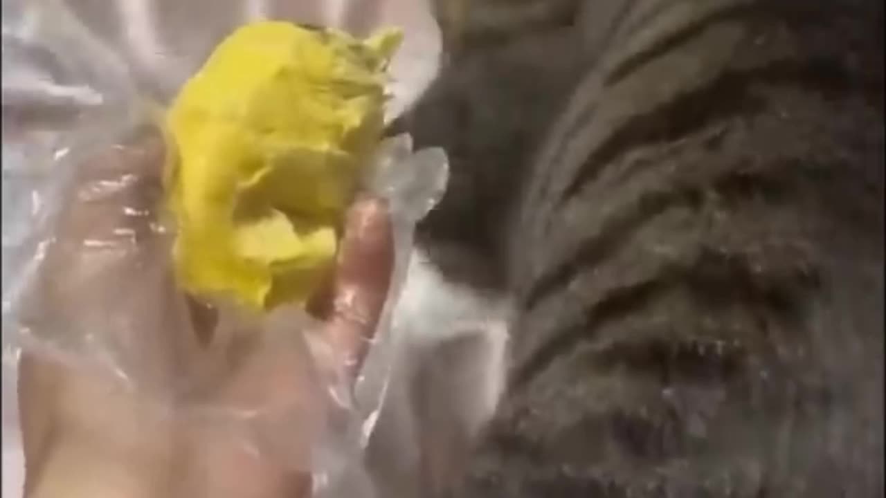 Cat funny video ever 2023