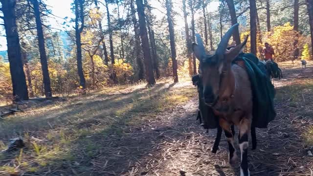 Pack Goats love having a Job