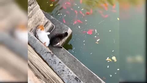 Funny-Cat Don't take my fish