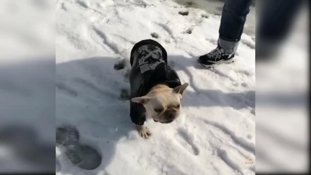 Dog funny moment part3
