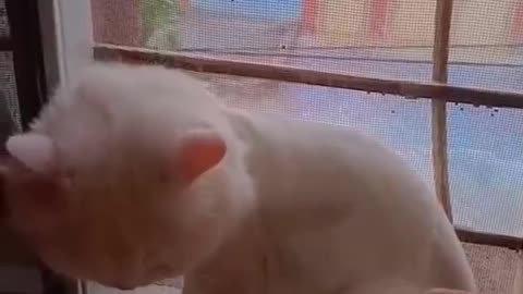 Cute and funny cat video.
