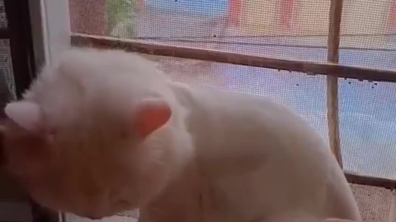 Cute and funny cat video.
