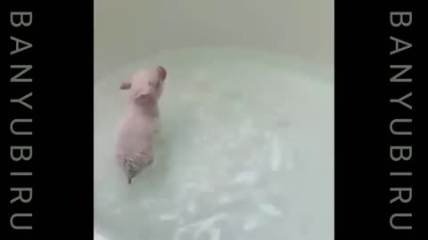 cute baby animals part 3
