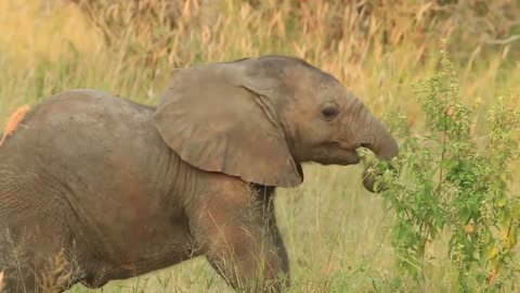 Watch a cute little Elephant learning to use it'strunk in National Park, South Africa.#wildlife