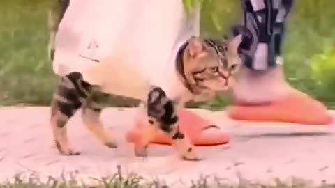 Funniest cats in the world 🤣😅😅🤣Funny and fails pets videos