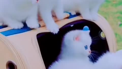 The most beautiful blue cats