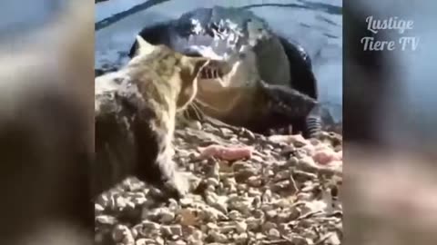 Lustige Tiere - Lustige Tier Videos Zum Totlachen