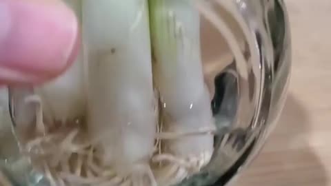 How to regrow spring onions