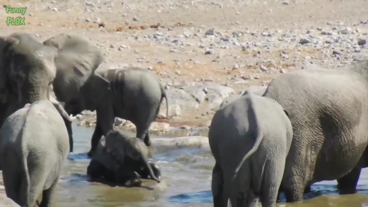 Elephant video cute baby