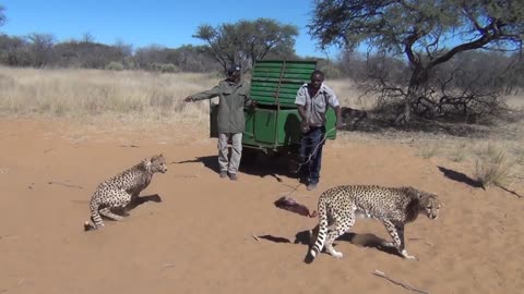 Harnas Cheetah Feeding Frenzy