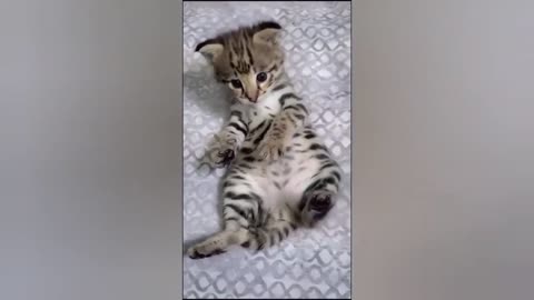 HOUR FUNNY CATS COMPILATION 2022😂_ Funny and Cute Cat Videos😸 ! - 152