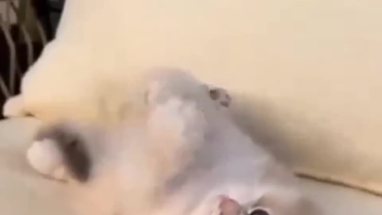 Cute cat playing