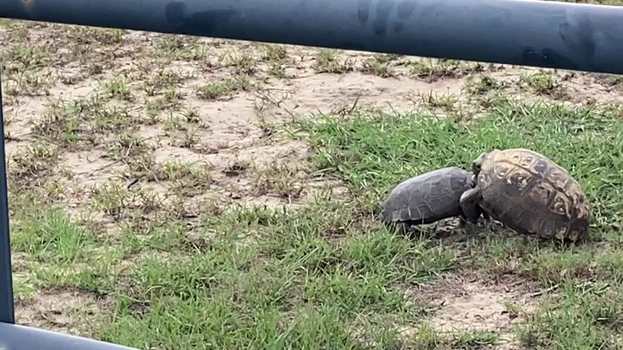 Turtle fight