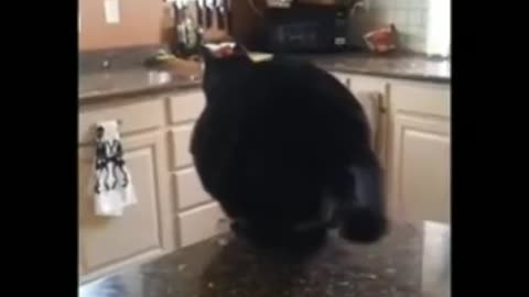 Funny Cat videos 🤣🤣🤣