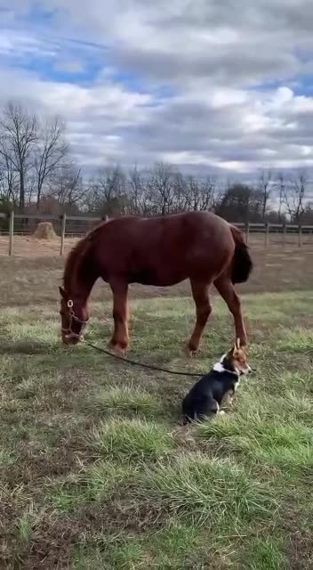 A Dog walking a horse