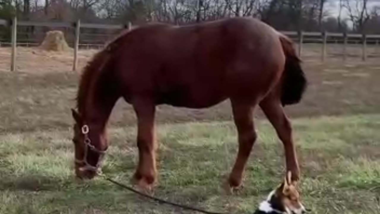 A Dog walking a horse