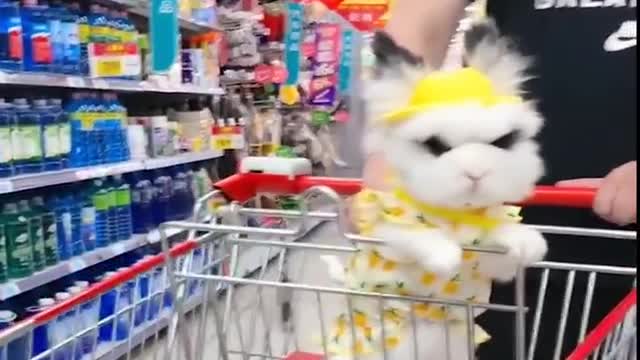 Funny and Cute Baby Bunny Rabbit Videos - Baby Animal Video Compilation-11