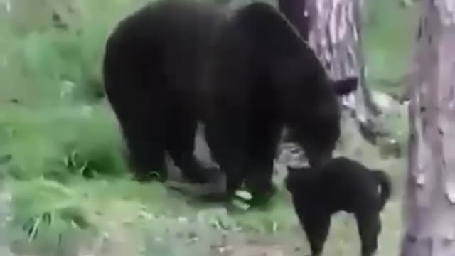 fearless cat rescues from the bear