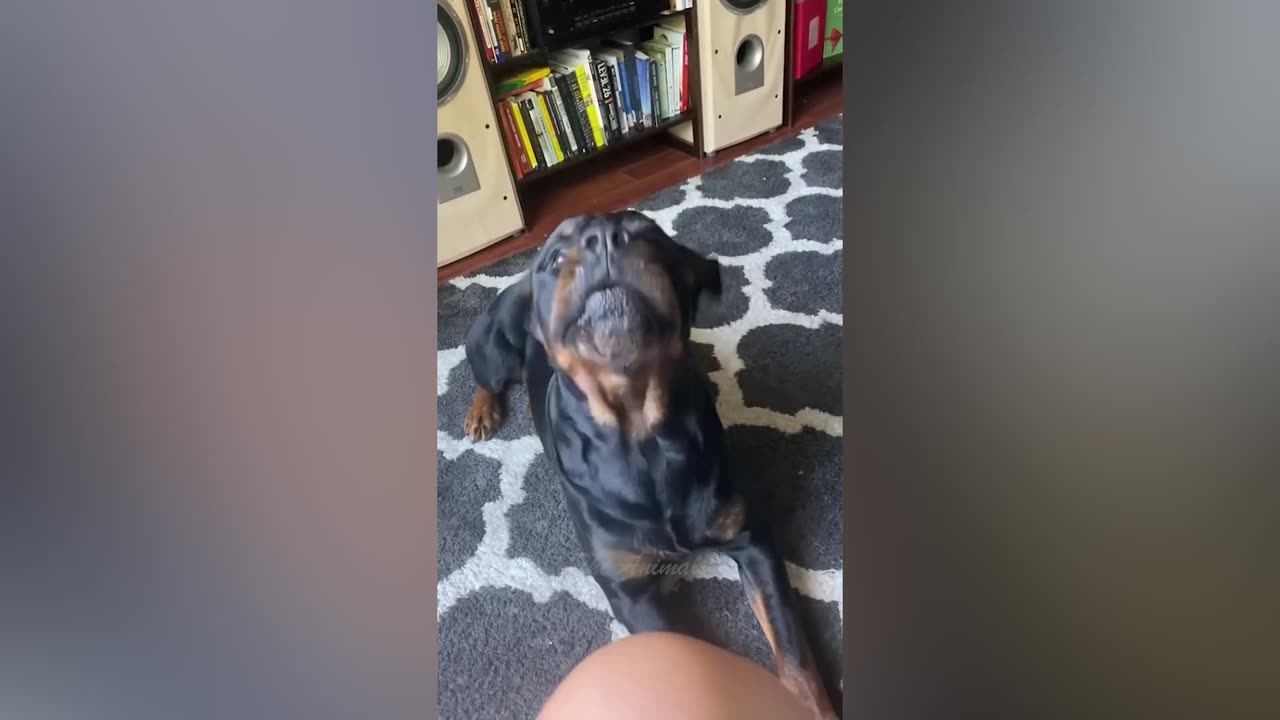 Best Funny Animal Videos Of The 2023 🤣 - Funniest Cats And Dogs Videos