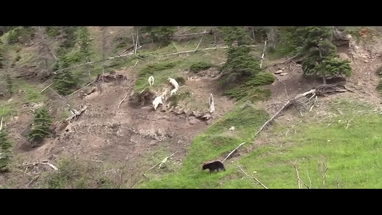 MOUNTAIN GOATS - These Creatures Don’t Care About The Laws Of Physics Despite Their Hooves2