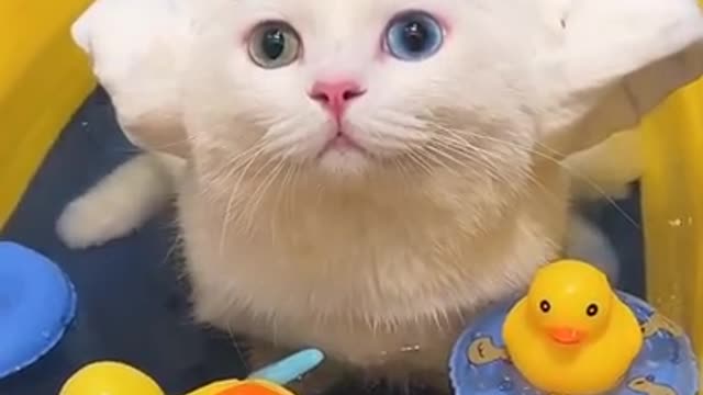 Baby Cat Cute cat