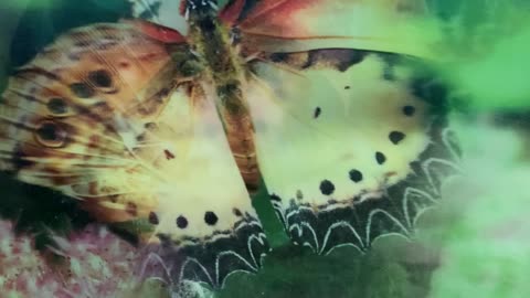 Butterfly Print