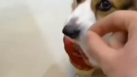 FUNNY DOG