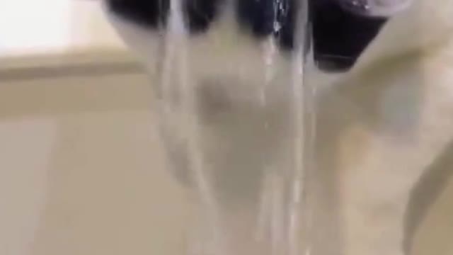 smart cat washes its hair:)