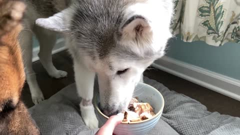 Stubborn Husky refuses to eat and tries to bury food