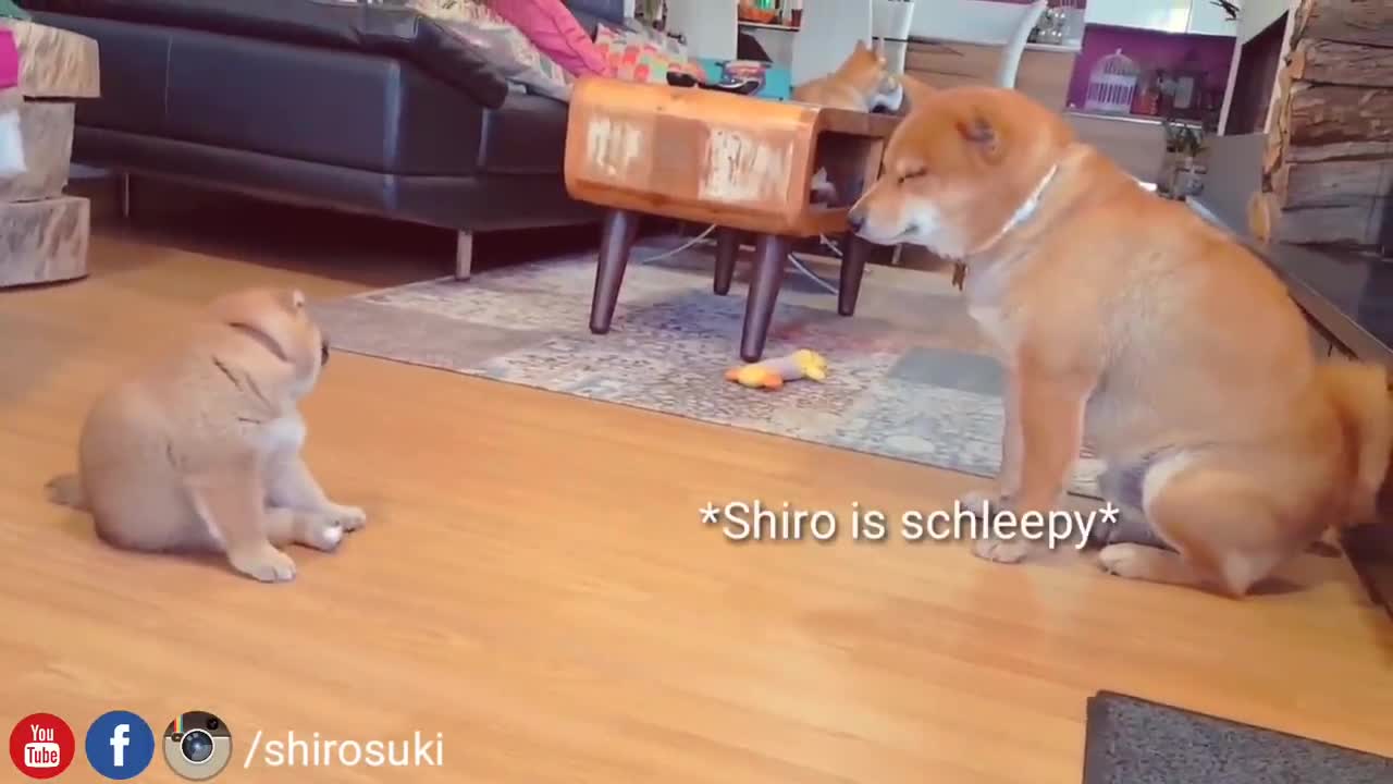 Kenzo talks bacc to daddo & he doesn't like it - Shiba Inu puppies (with captions)