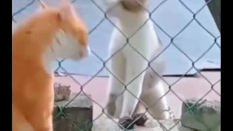 a fight between two cats