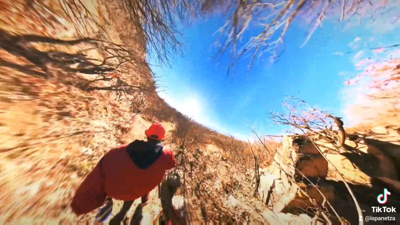 Walking with my chihuahua insta 360x3