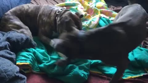 Playful dogs