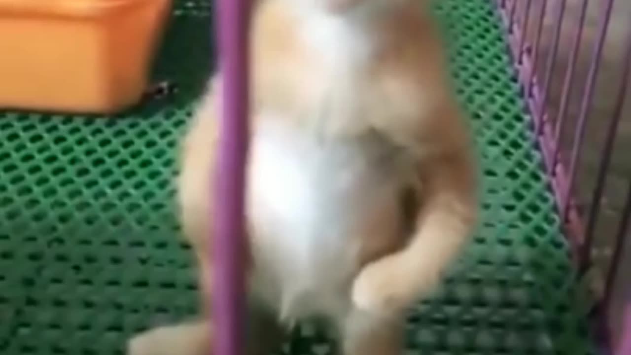 Kitten calling its mother
