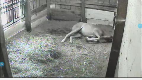 Getting cast in his stall
