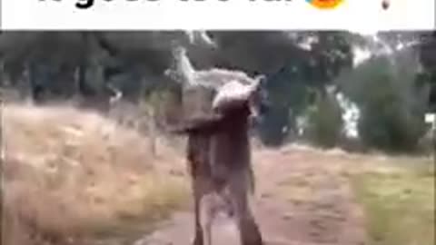 Funny video